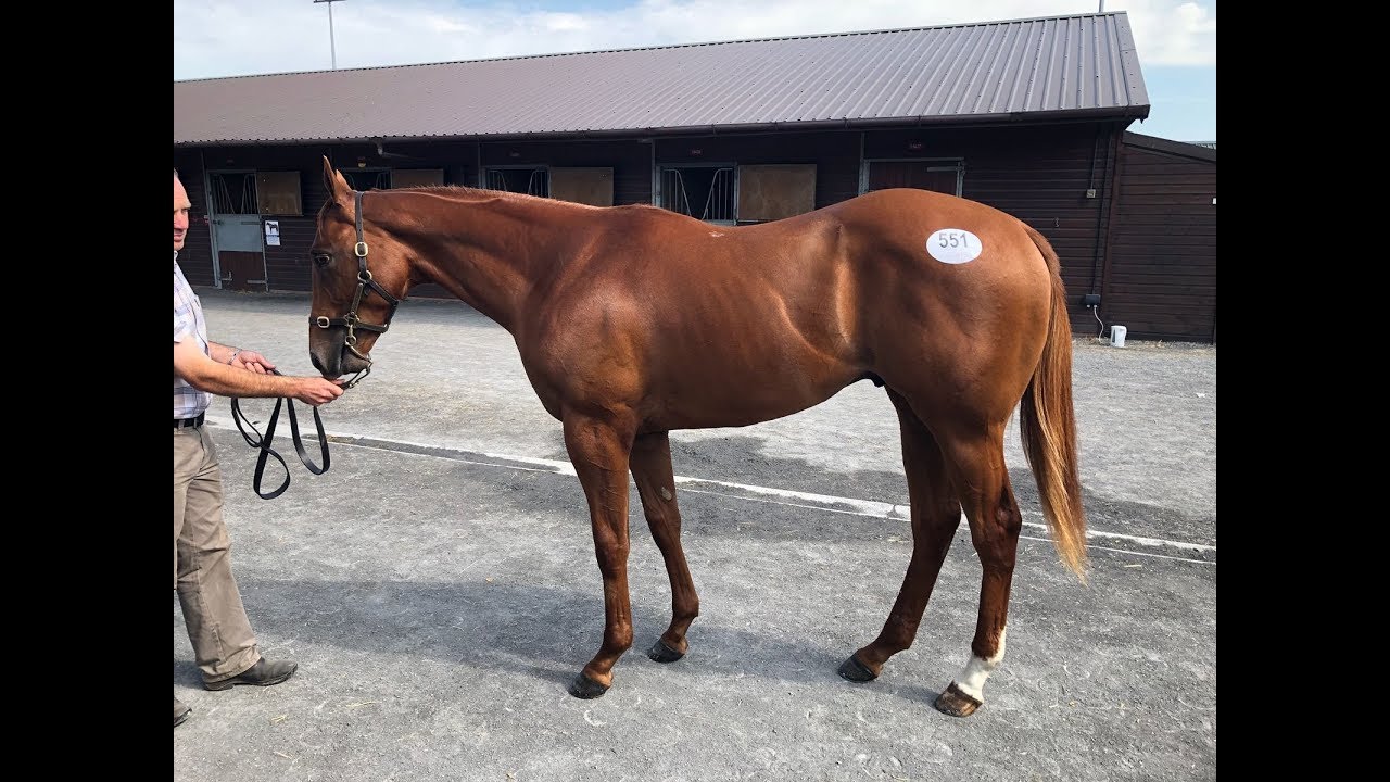 Tagula (IRE) x Raseel (GB)