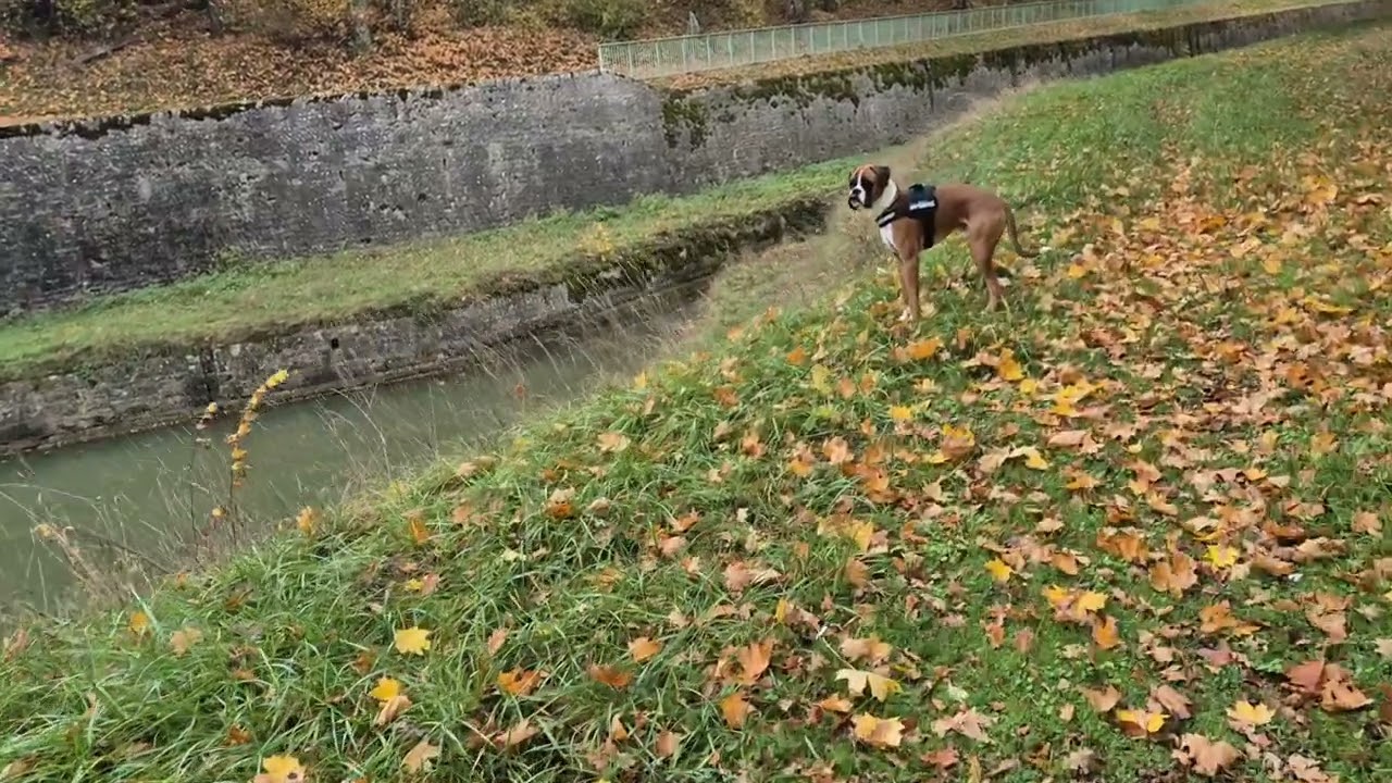Balade avec Achille le long du canal de Bourgogne (Tranchée du Creusot) à Saint-Thibault (21)