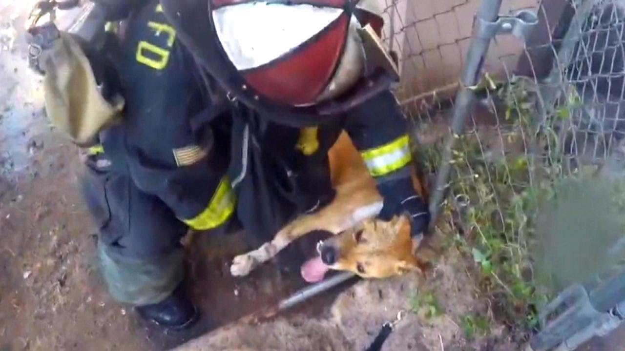 Firefighters Rush to Save Dog Trapped in Cage Behind Burning Home in California