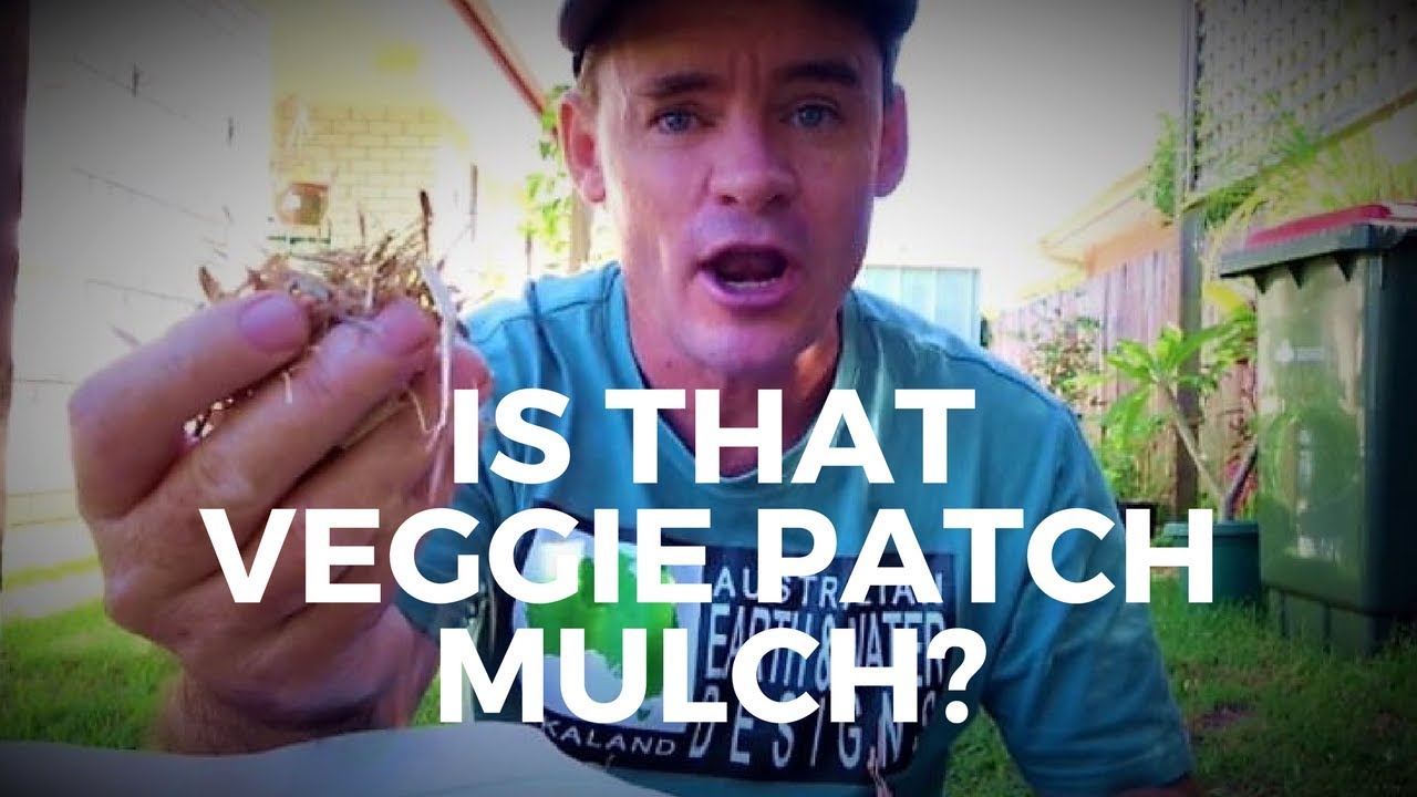 Veggie Garden Sugar Cane Mulch Sandy Soil and Rock Dust Vlog