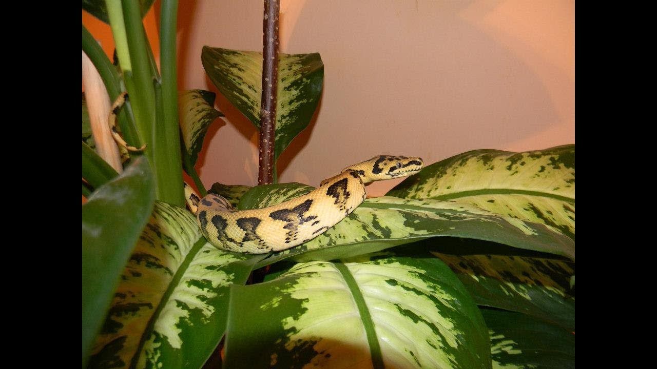 Ep. 99 - Carpet python/ Morelia spilota