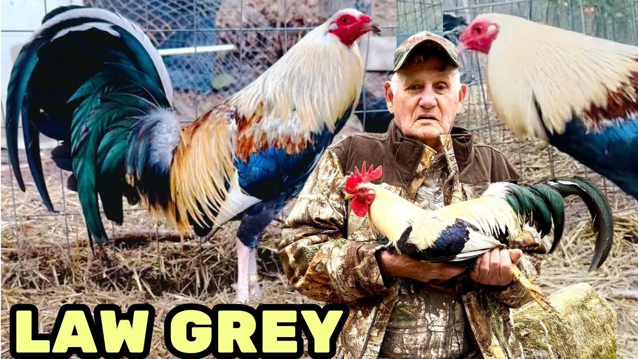 KENTUCKY LAW GREY - Frank Oscar Bradley Feeding Time Shape Chicken Coop Indoor Outdoor Breeding Pens