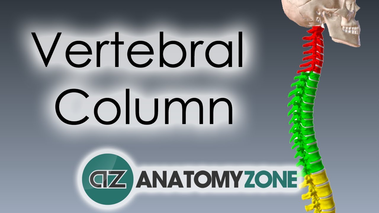 Vertebral Column - Introduction | 3D Anatomy Tutorial
