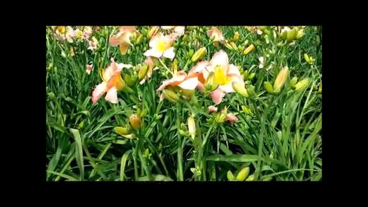 Best Perennials, Hemerocallis Chorus Line (Daylily)