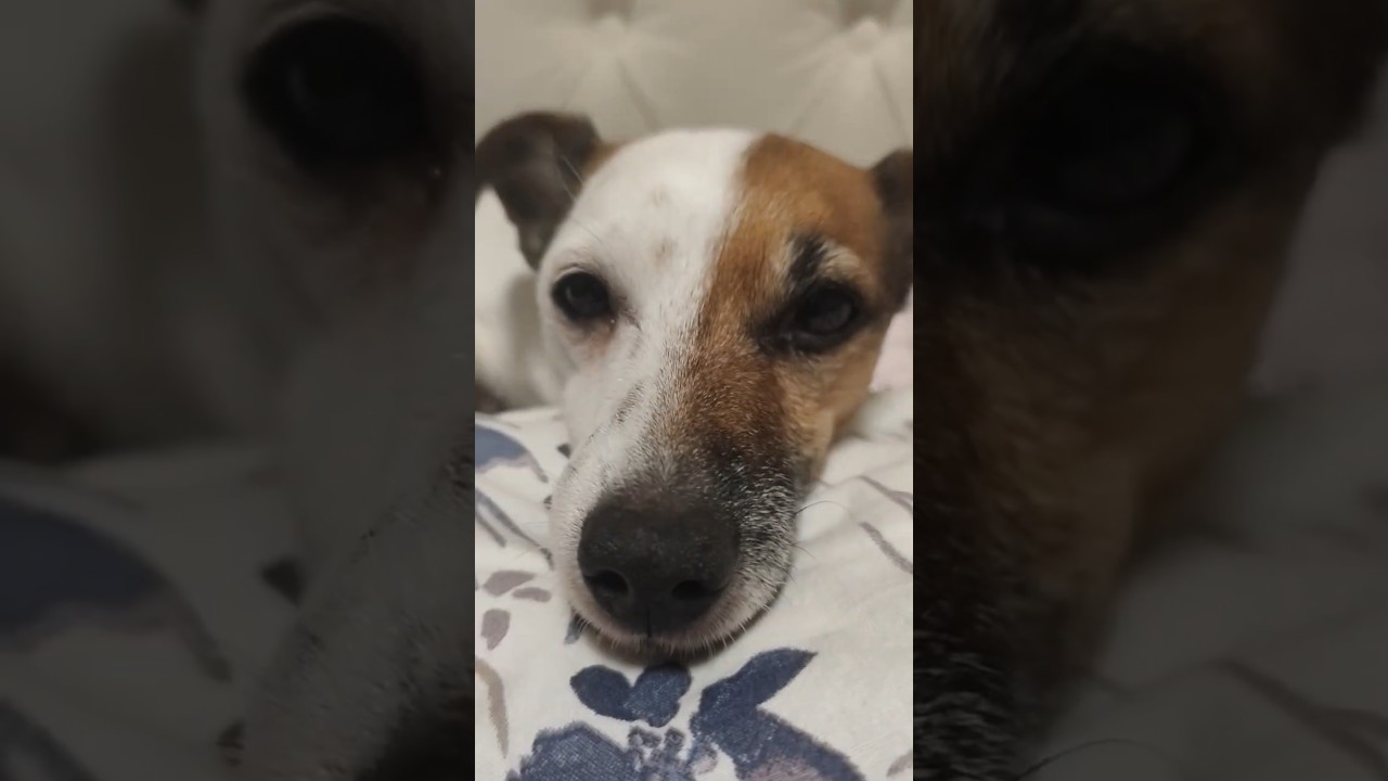 Jack Russell terrier Treisy and Azzuro ❤️ 
