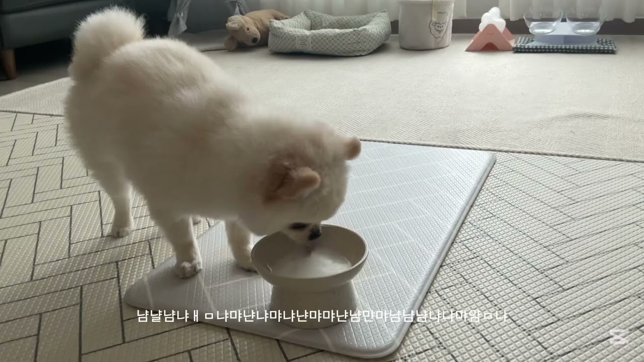 냠냠냐먀먀먀먀ㅑㅁ먀냐먐냐먐냠ㅁ냠냐냠       #강아지 #포메