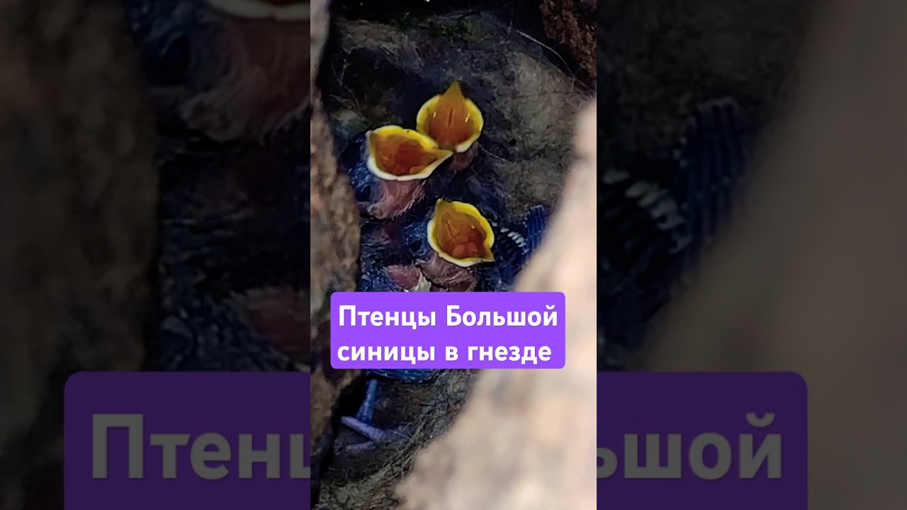 Птенцы Большой Синицы в гнезде. Great Tit Chicks. 