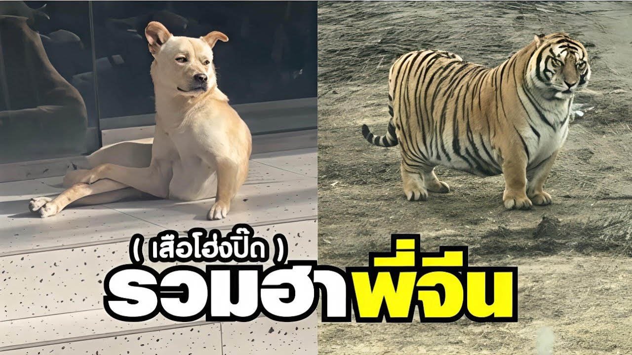 เจ๊หน่ะเซ็กซี่กว่า ไอ้เสือขาสั้นโฮ่งปิ๊ดเอ๊ยย !! ( พากย์นรก ) รวมฮาพี่จีน