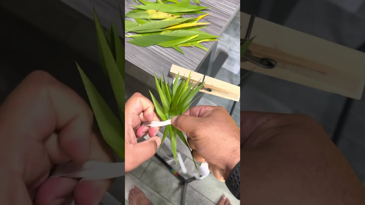 Starting your Leipo’o/Kupe’e