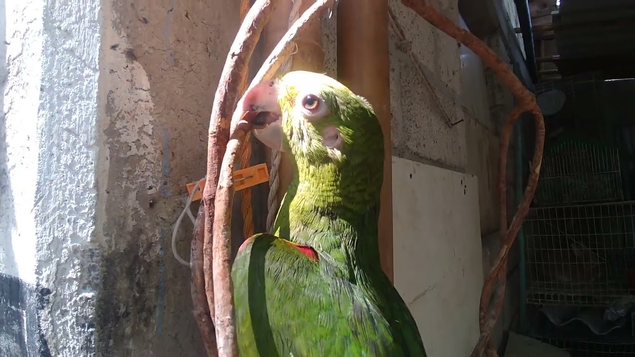 loro cabeza amarilla papillero hablando