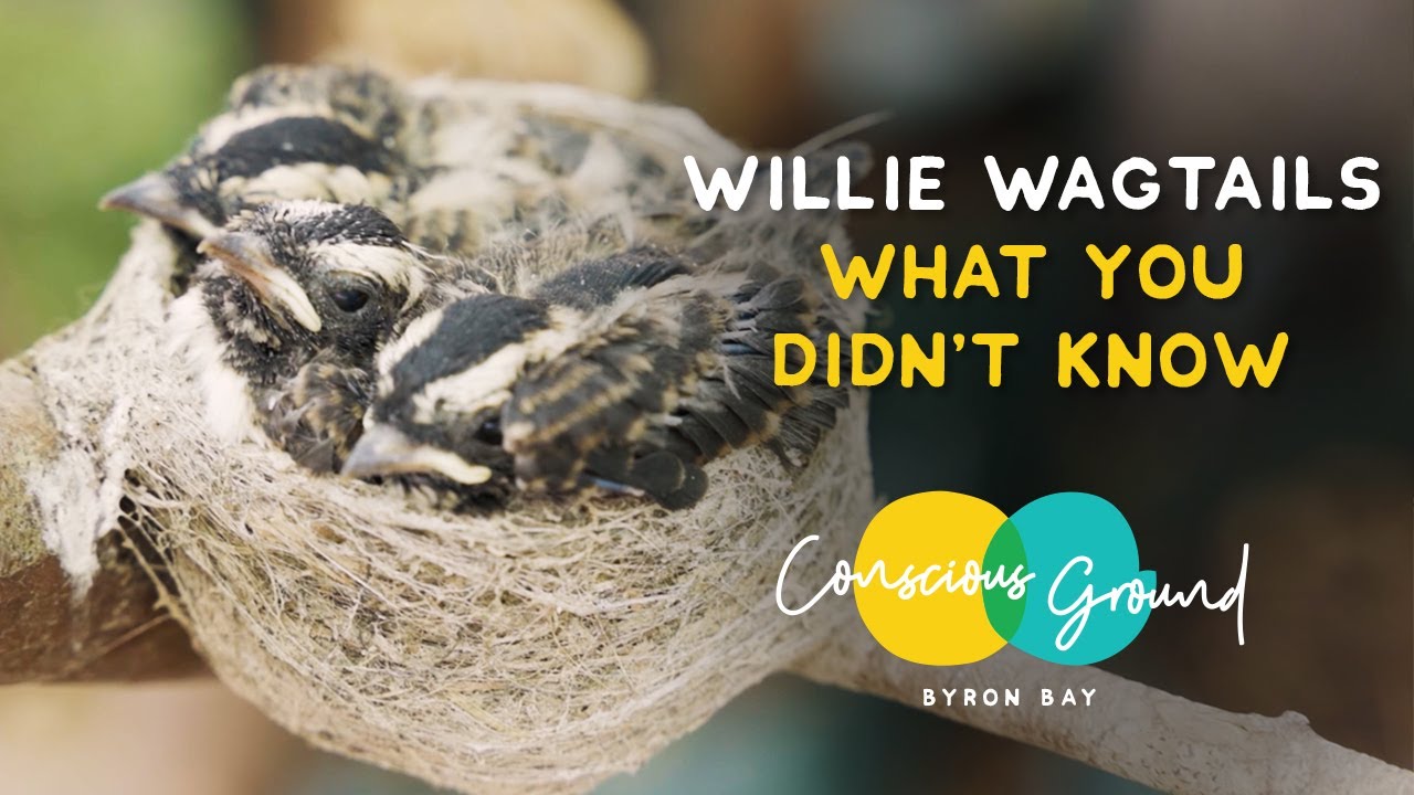 What you didn't know about Willie Wagtails