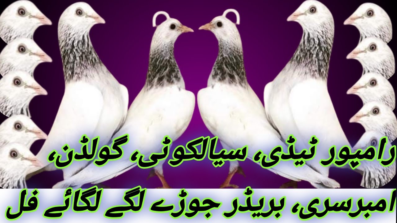 Taddy AmbarSari Sialkoti Breedr Pairs 4 Adad 03071539639 #pigeon #kabootar #pkpigeon 