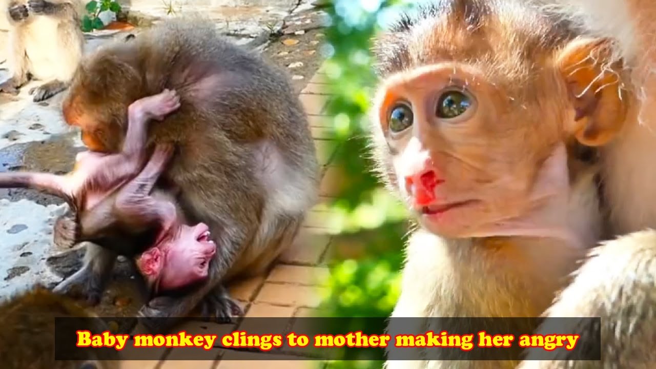 The baby monkey clung to its mother, making her angry.. The life of wild animals in the forest