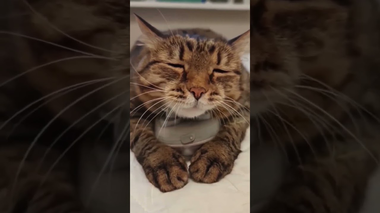 Буди хозяев по утрам 😹😻🔥🤣 #cat #кот #юмор #смех #прикол