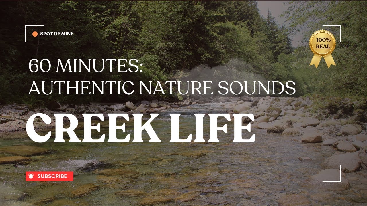 Forest Creek and Birdsong | Immersive 1 Hour Nature Ambience for Focus and Calm | Creek Life