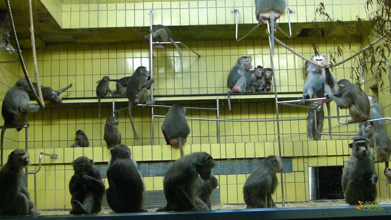 The hamadryas baboon theatre at Frankfurt Zoo
