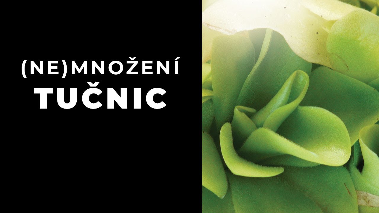 Jak jsem (ne)množil tučnice - aneb děkuji české poště