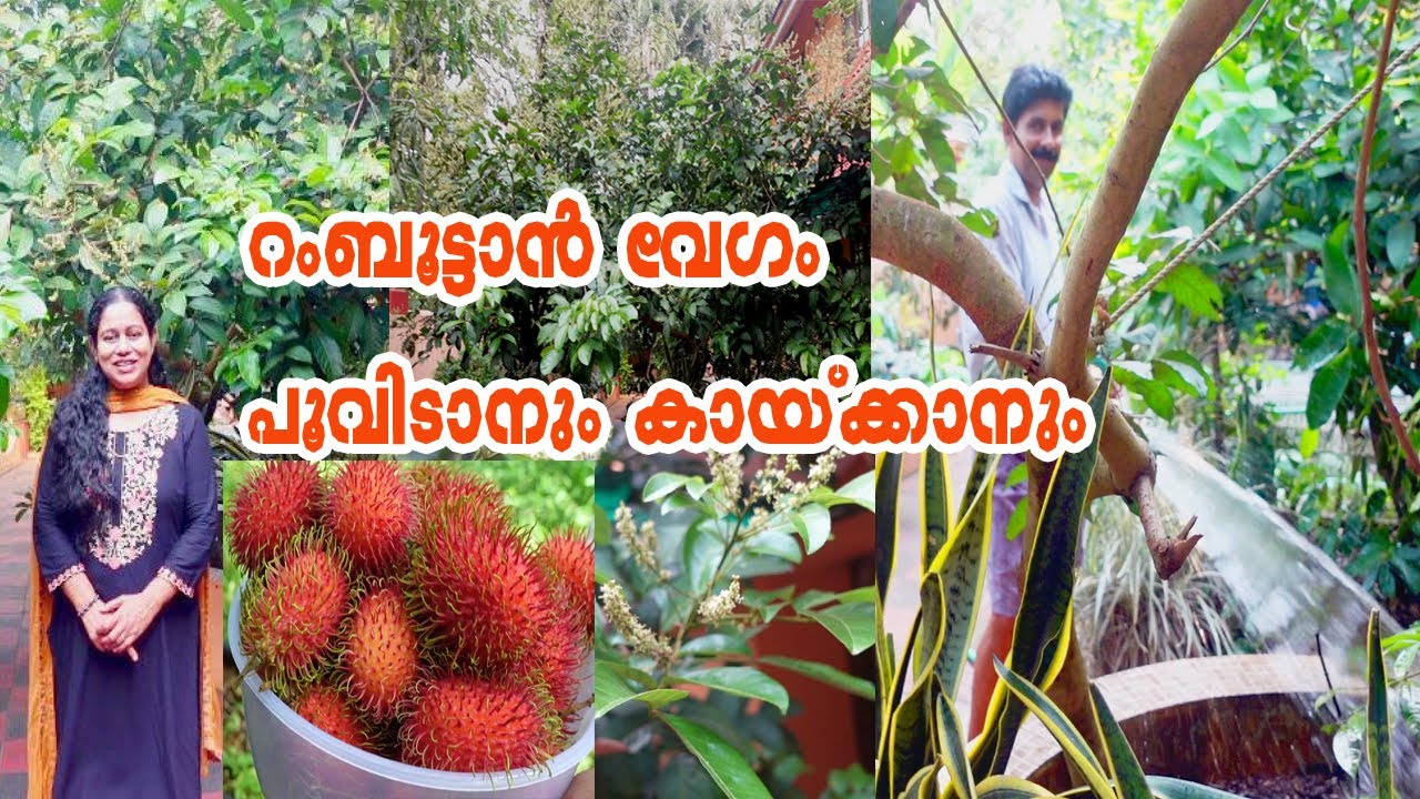 റംബുട്ടാൻ പൂവിടാനും പൂവിട്ട ശേഷവും ശ്രദ്ധിക്കേണ്ട കാര്യങ്ങൾ  How to flowering rambutan fast