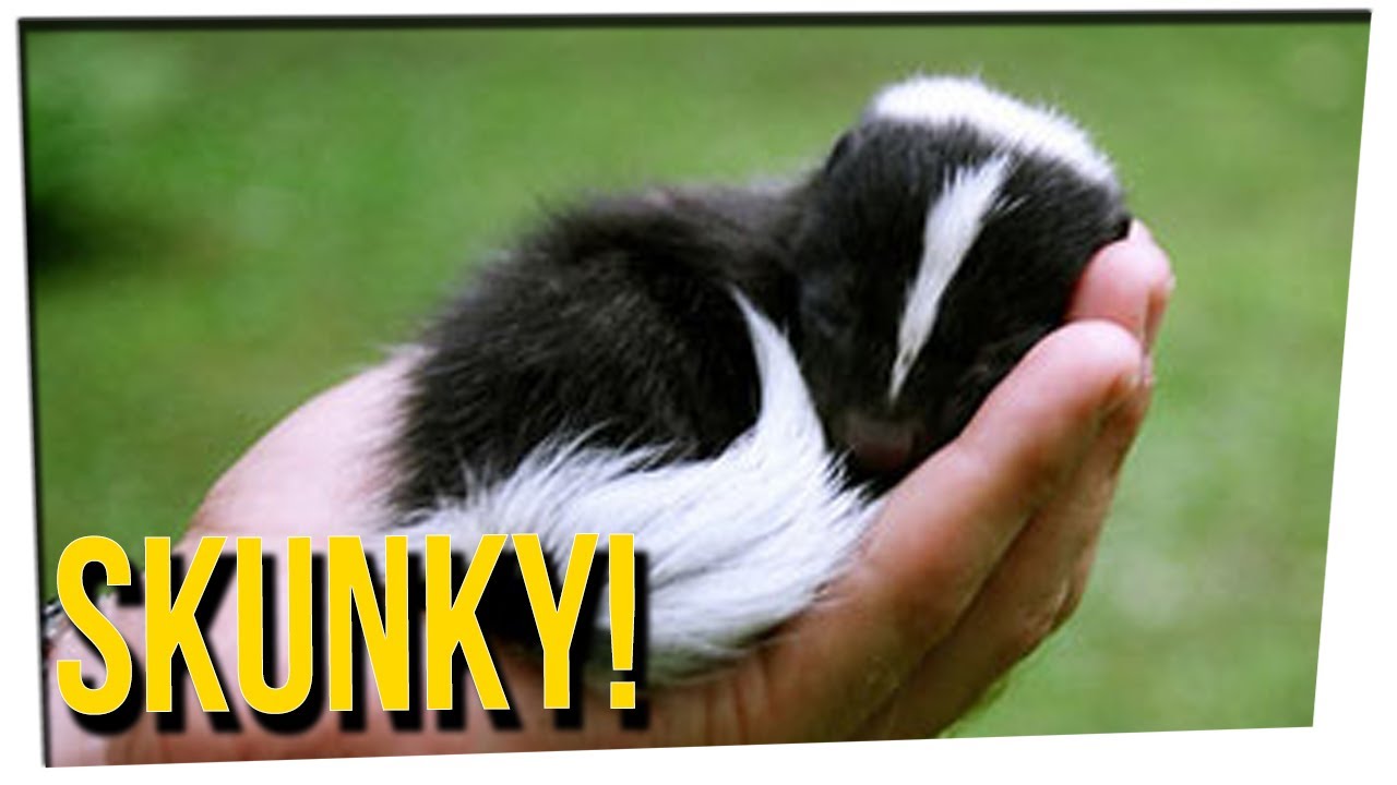 WEEKEND SCRAMBLE - Family Has Pet Skunk!  ft. Blogilates & DavidSoComedy