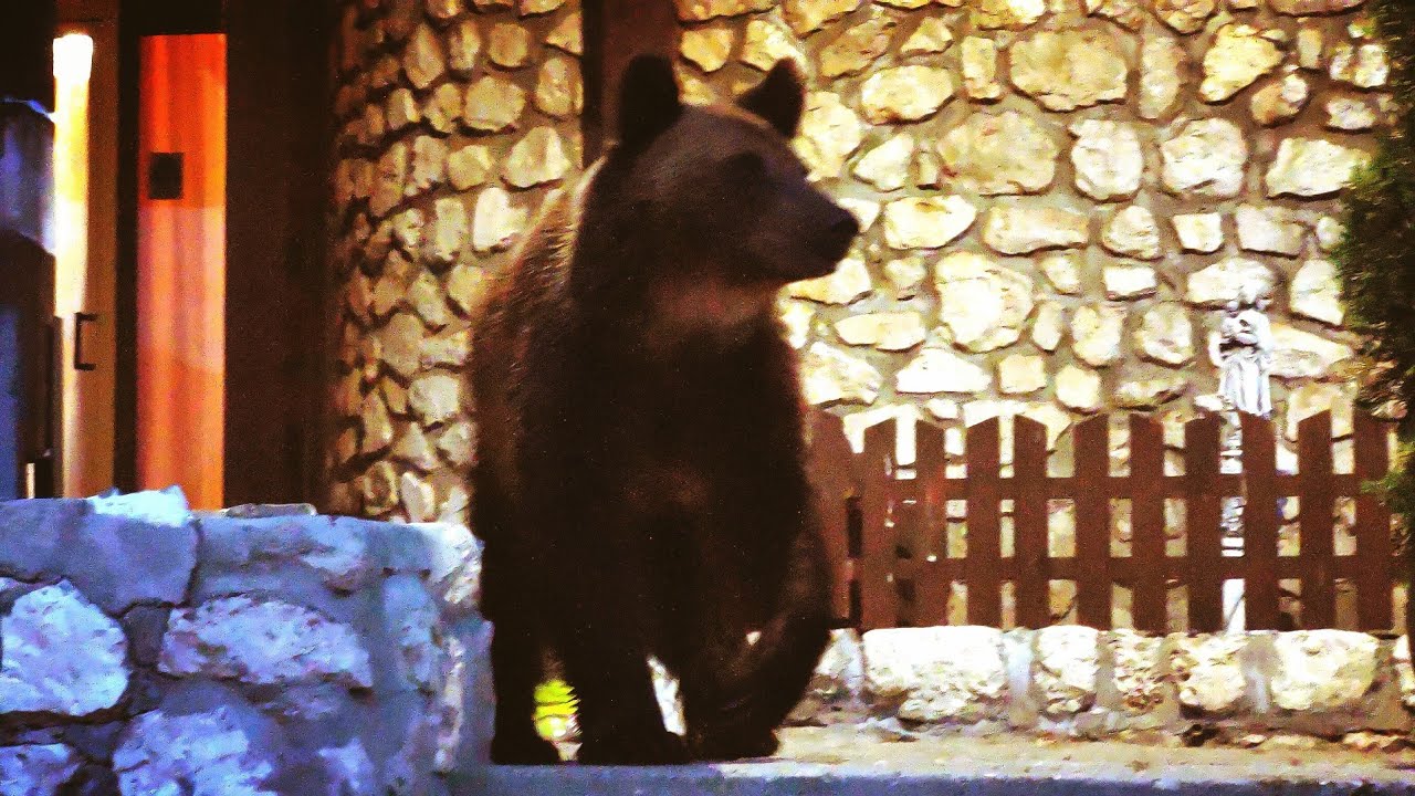 Brown bear at Predeal Romania