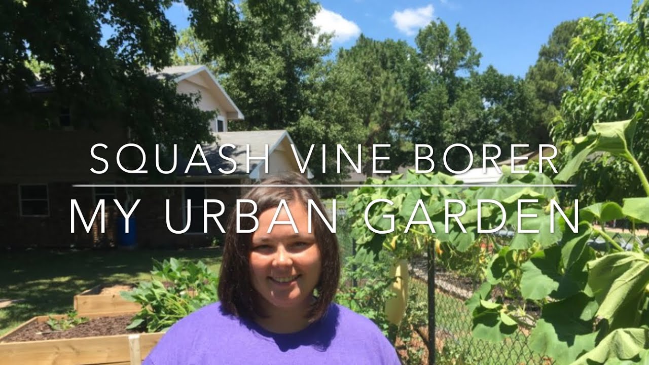 Wilting Squash and How to Save the Squash Video // Magnolia Street Garden