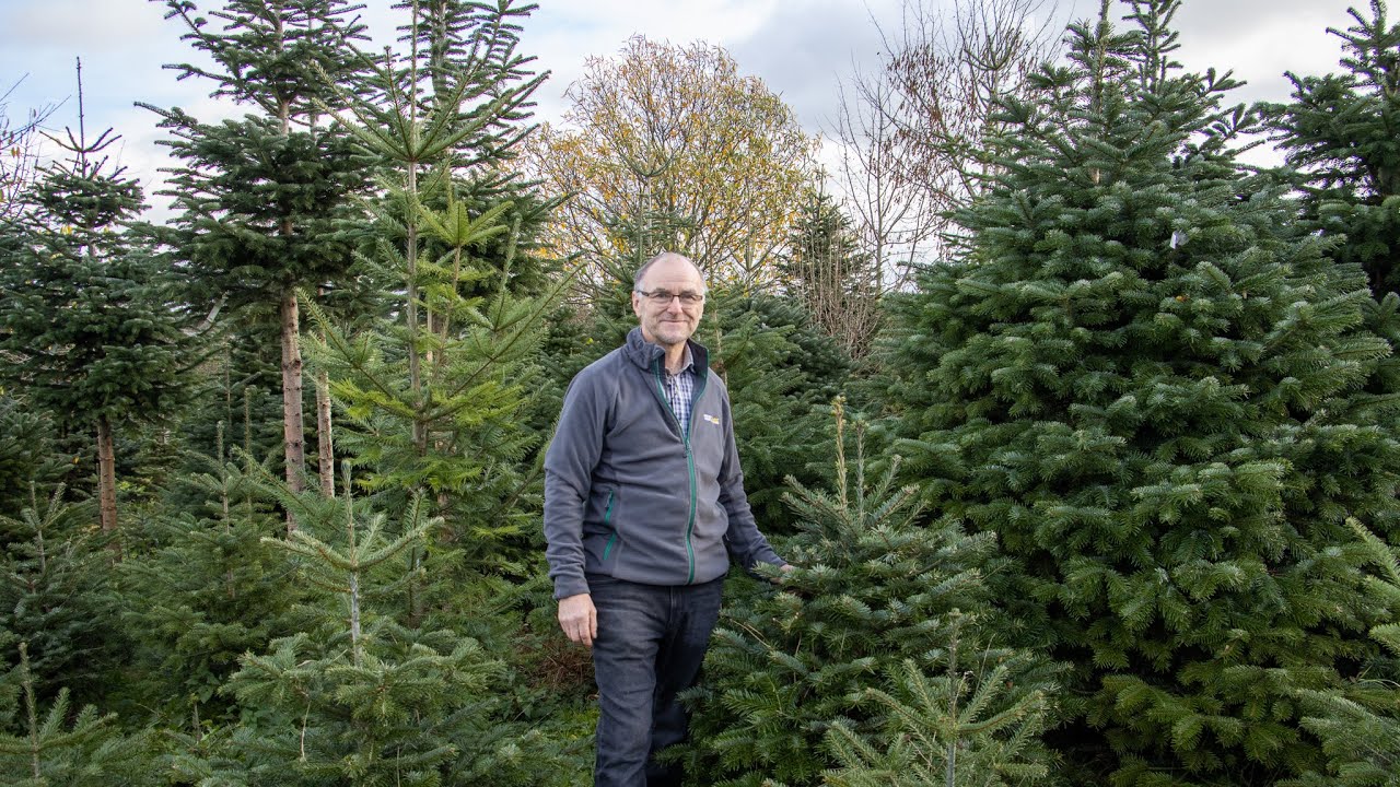 Von der einfachen Tanne zum perfekten Weihnachtsbaum
