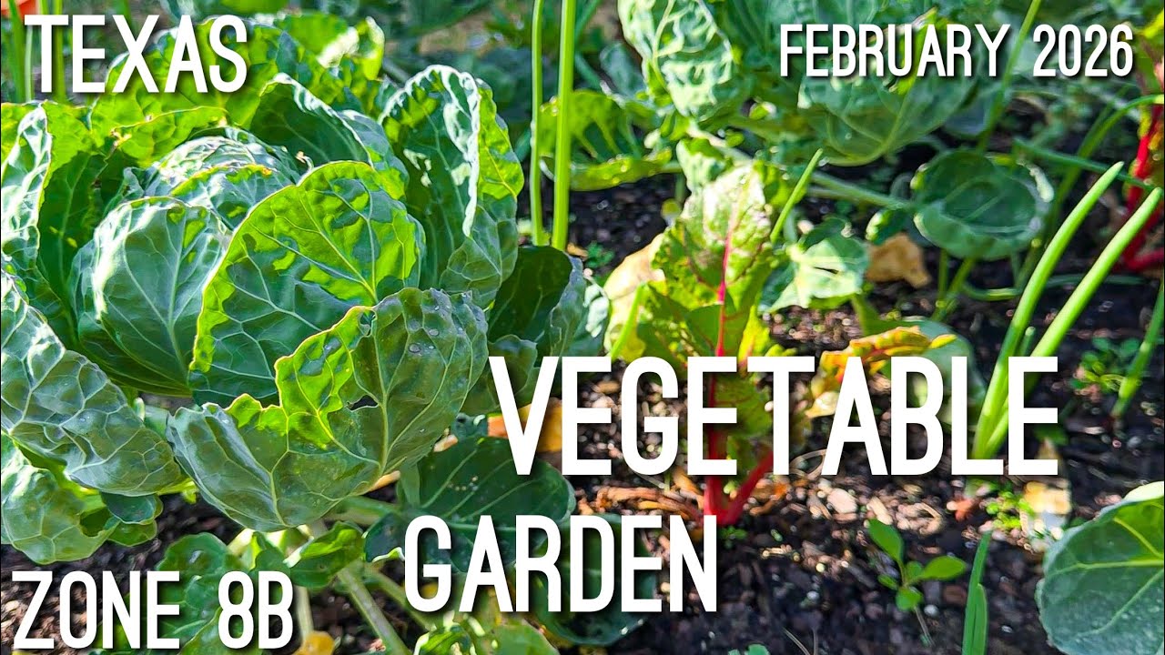 February Garden 8b Tour/Update 2026 Vegetables & Tropical Houseplants