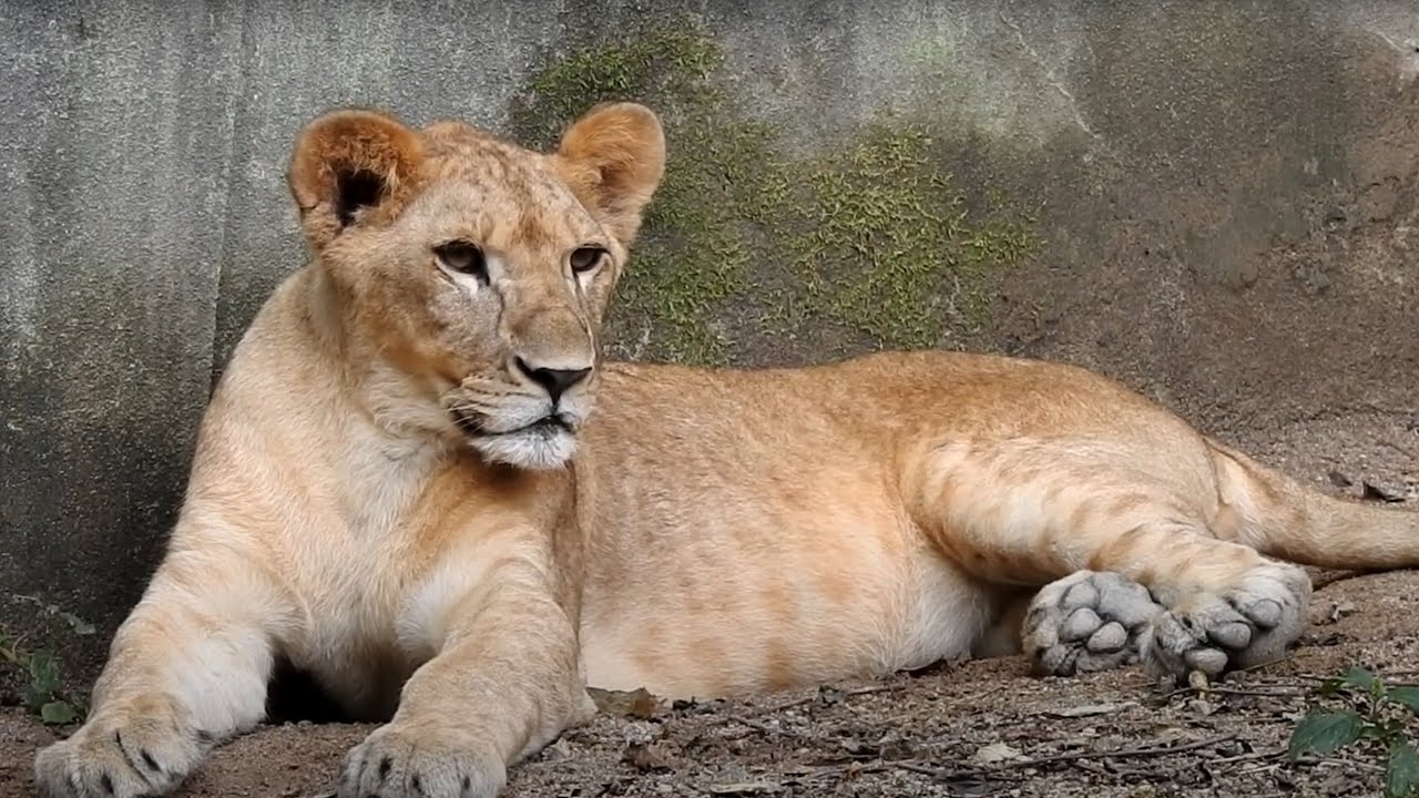 1歳になりました･･･ ライオンの子供 (広島市安佐動物公園)  /  1 year old lion cubs (ASAZOO, Hiroshima City)