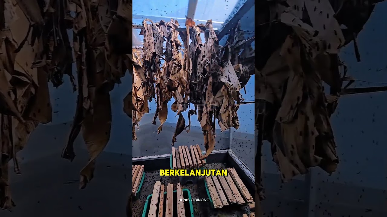 Modal Limbah Bisa Jadi Rupiah, Budidaya Maggot Warga Binaan Lapas Cibinong #pemasyarakatan