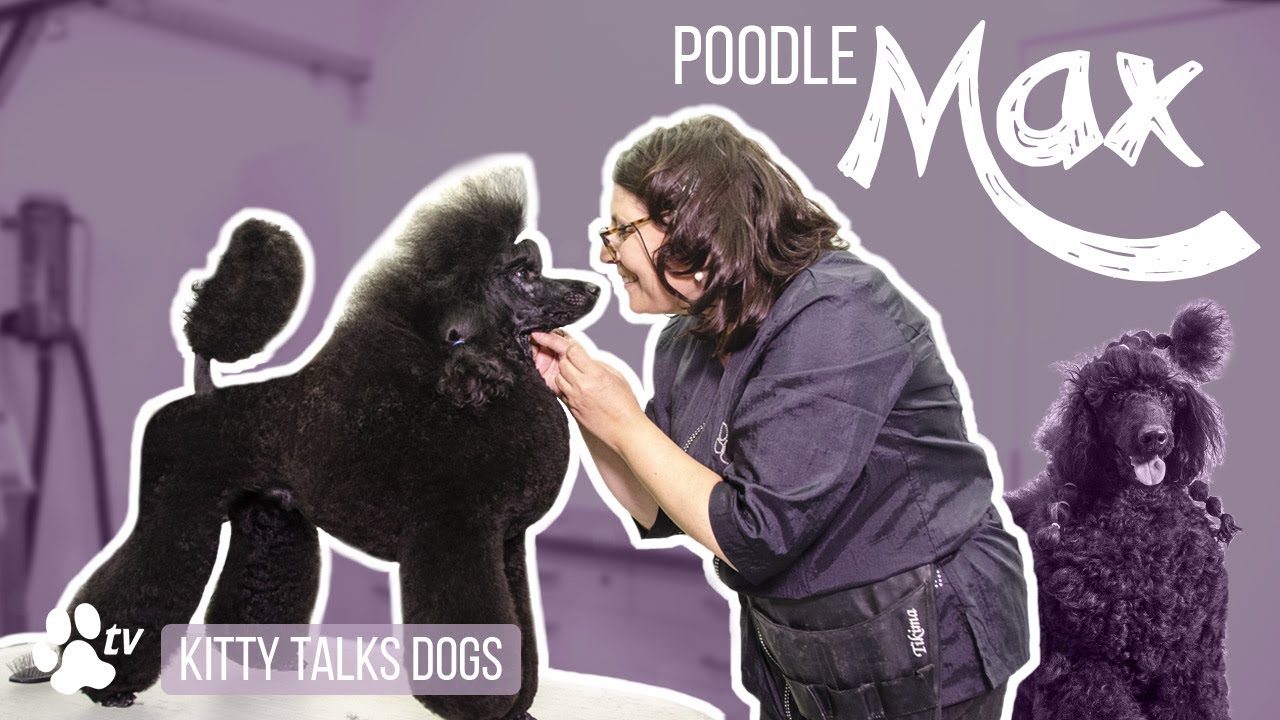 Kitty Talks Dogs: grooming Max the Poodle | TRANSGROOM