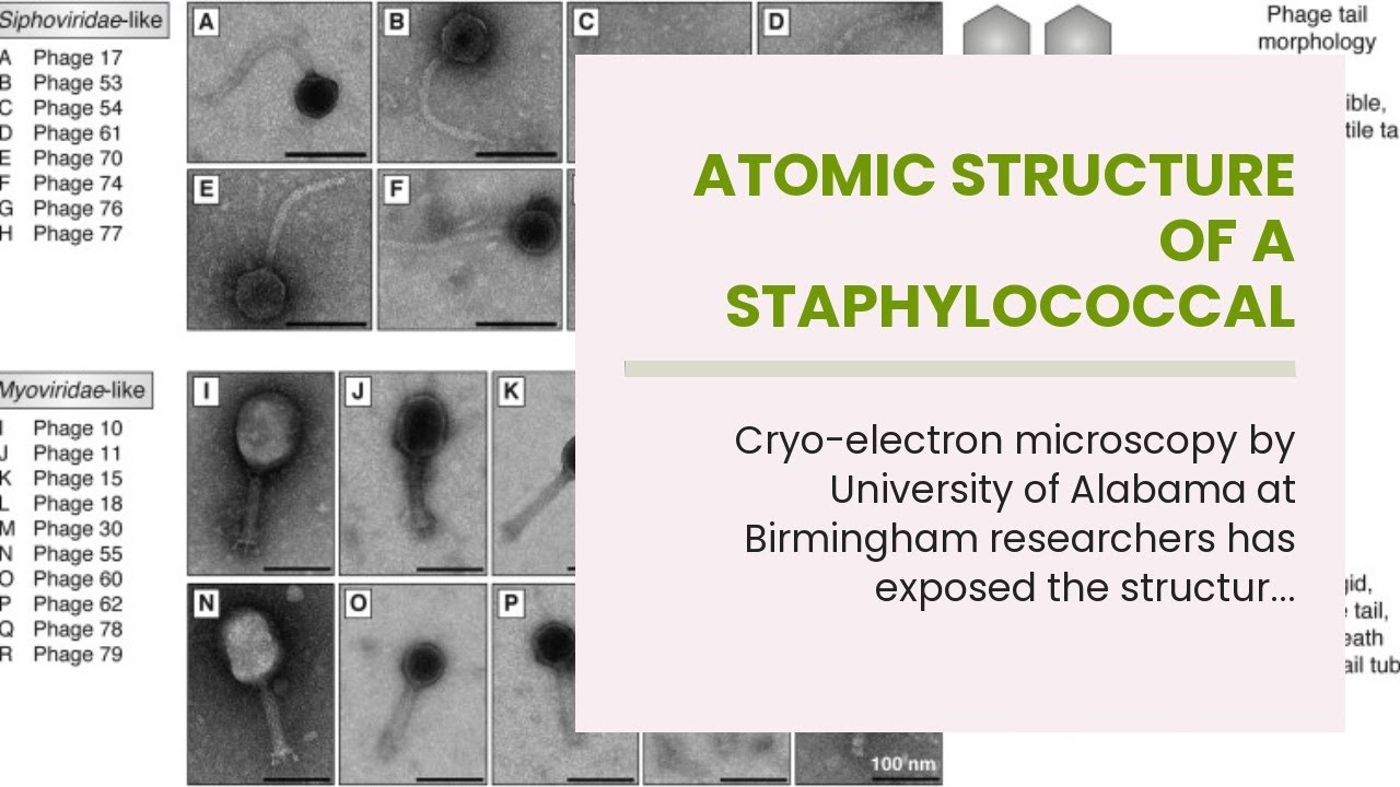Atomic structure of a staphylococcal bacteriophage using cryo-electron microscopy