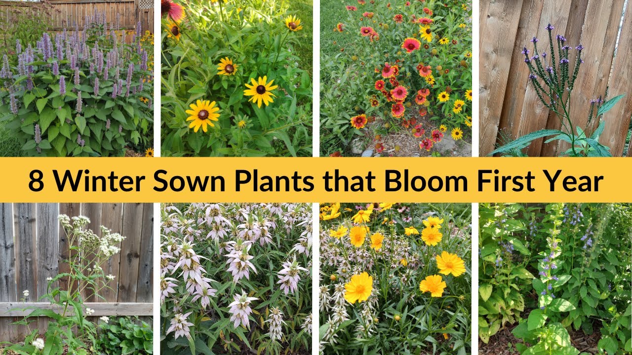 8 Winter Sown Plants that Bloom First Year | Winter Sowing | Native Plants 2023