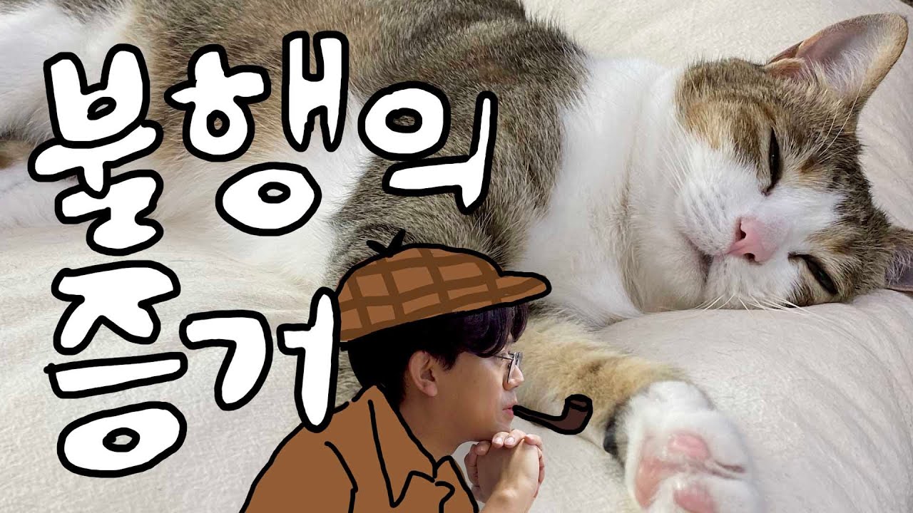 고양이가 불행하다고 외치는 5가지 시그널🚨