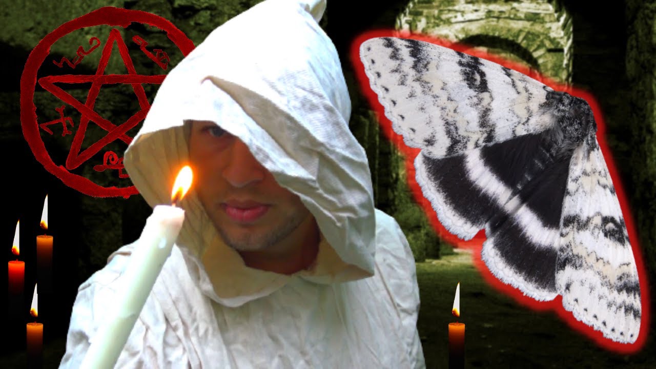 The Relict / White Underwing / The Foresaken - Catocala relicta in MothCycles