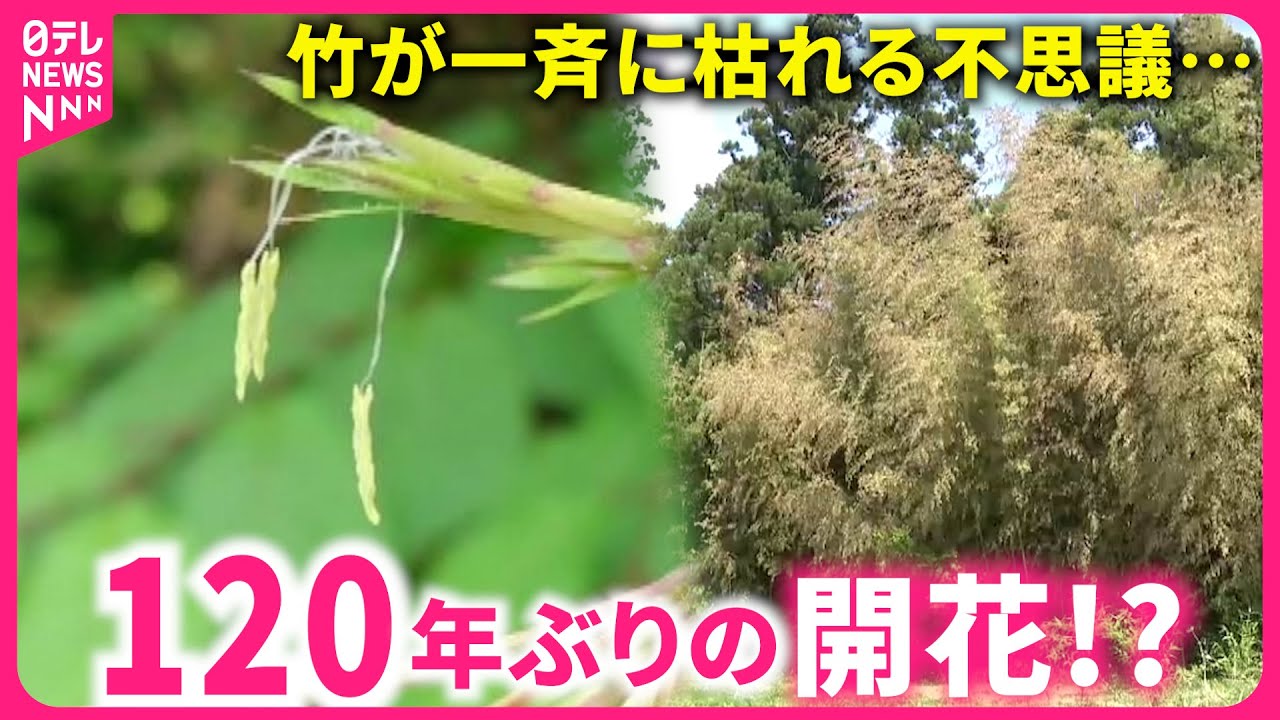 【謎】竹が一斉に枯れる !? 120年に1度の開花 宮城県内で不思議な現象　NNNセレクション