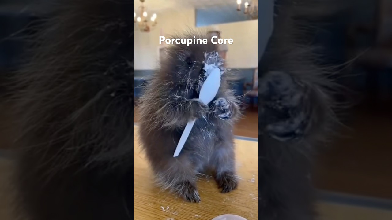 Porcupine Core #animalshorts #animals #cute #cuteanimals #porcupine #porcupines