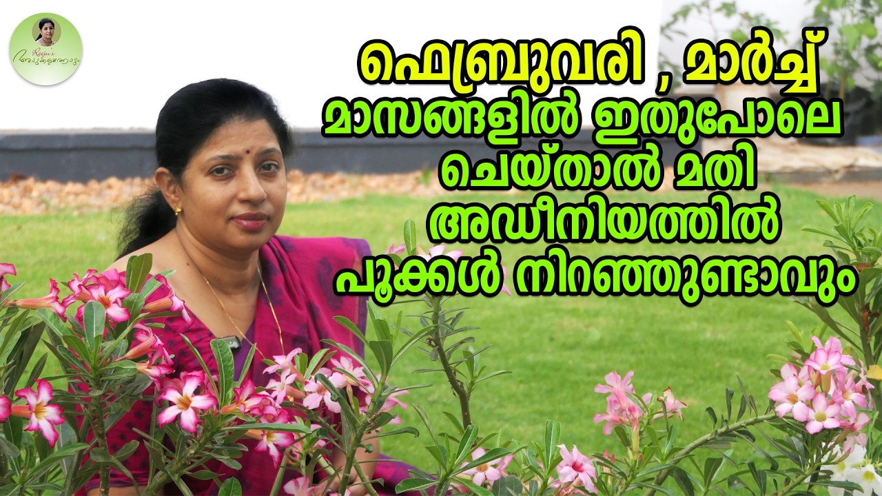 ഫെബ്രുവരി,മാർച്ച് മാസങ്ങളിൽ ഇതുപോലെ ചെയ്‌താൽ മതി അഡീനിയത്തിൽ പൂക്കൾ നിറഞ്ഞുണ്ടാവും #adeniumcare