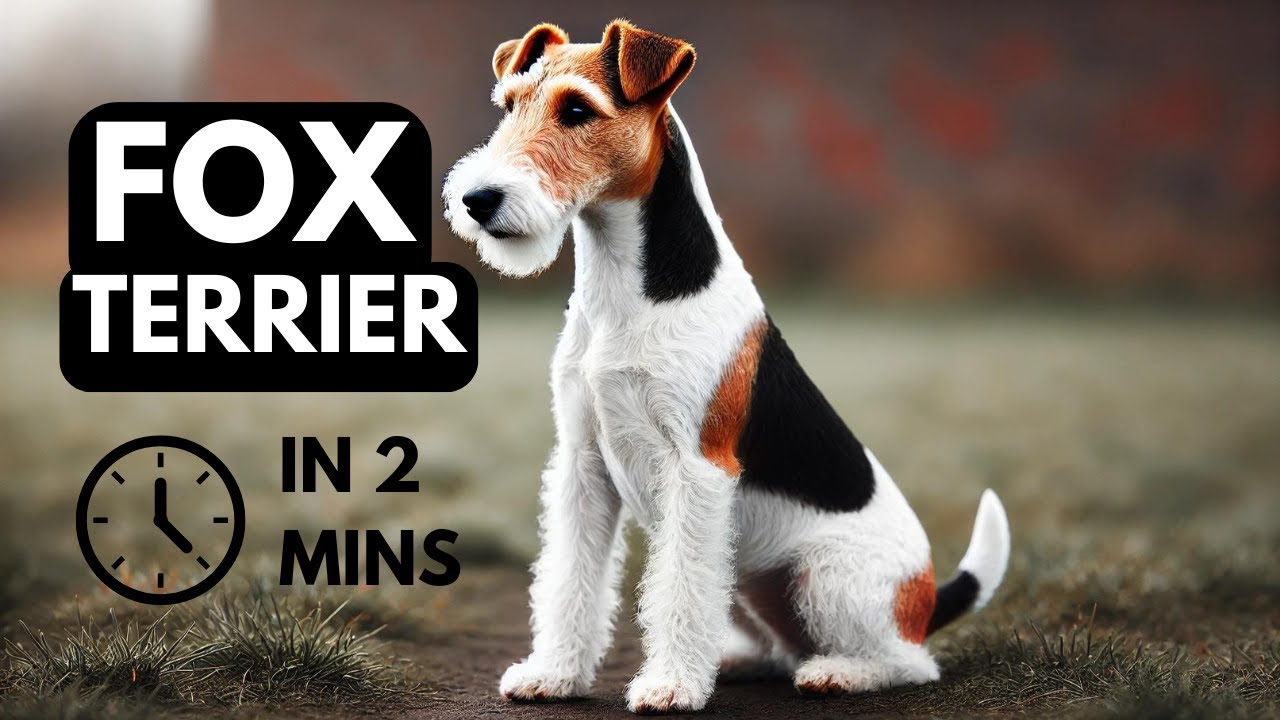 Fox Terrier in 2 mins: Energetic, Smart, and Full of Personality &ndash; Is This the Right Dog for You?
