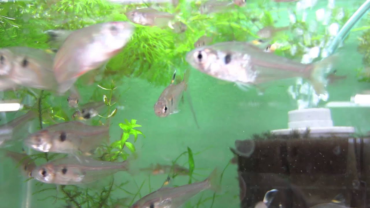 Hyphessobrycon bentosi Ornate tetra (@Fantasy Aquatic)