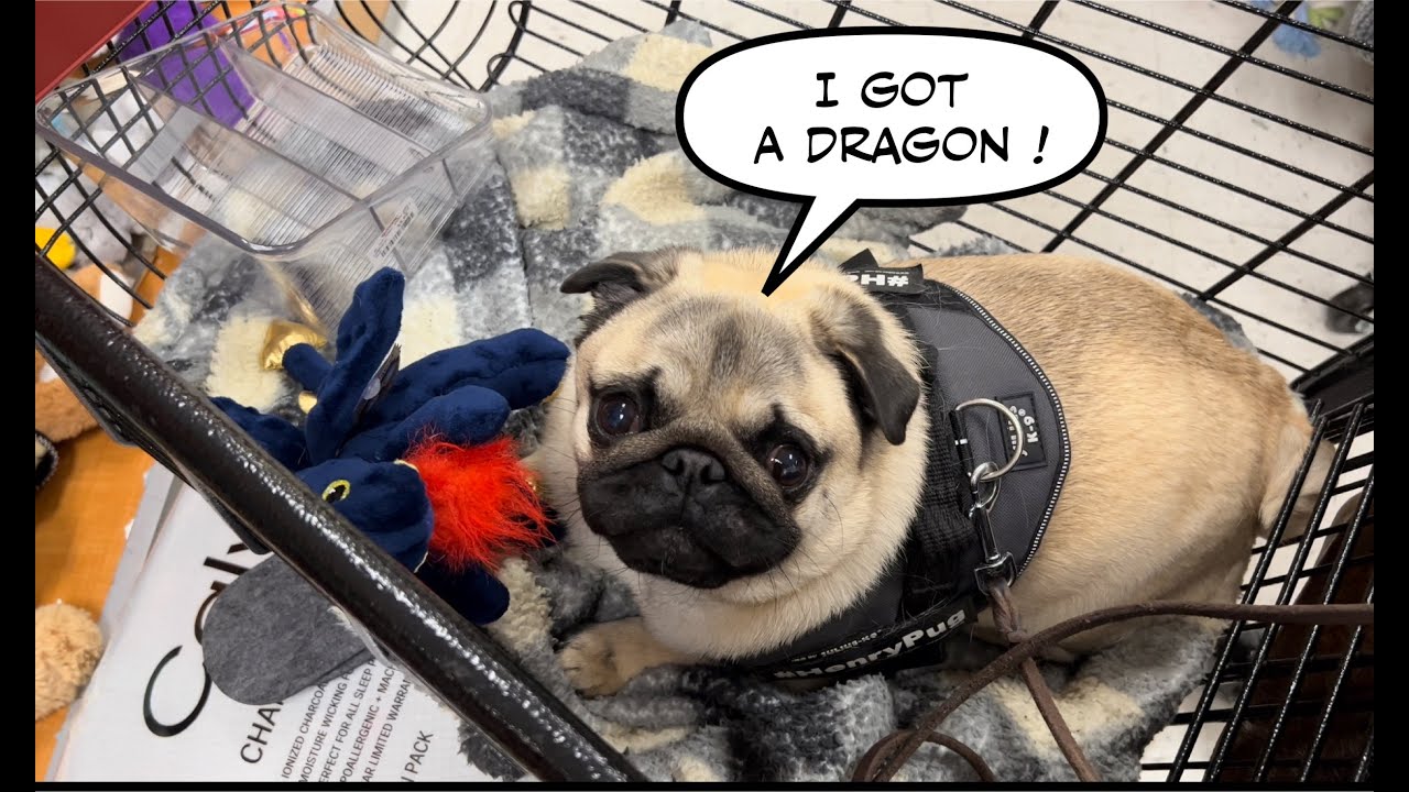 Pug goes Christmas Present shopping