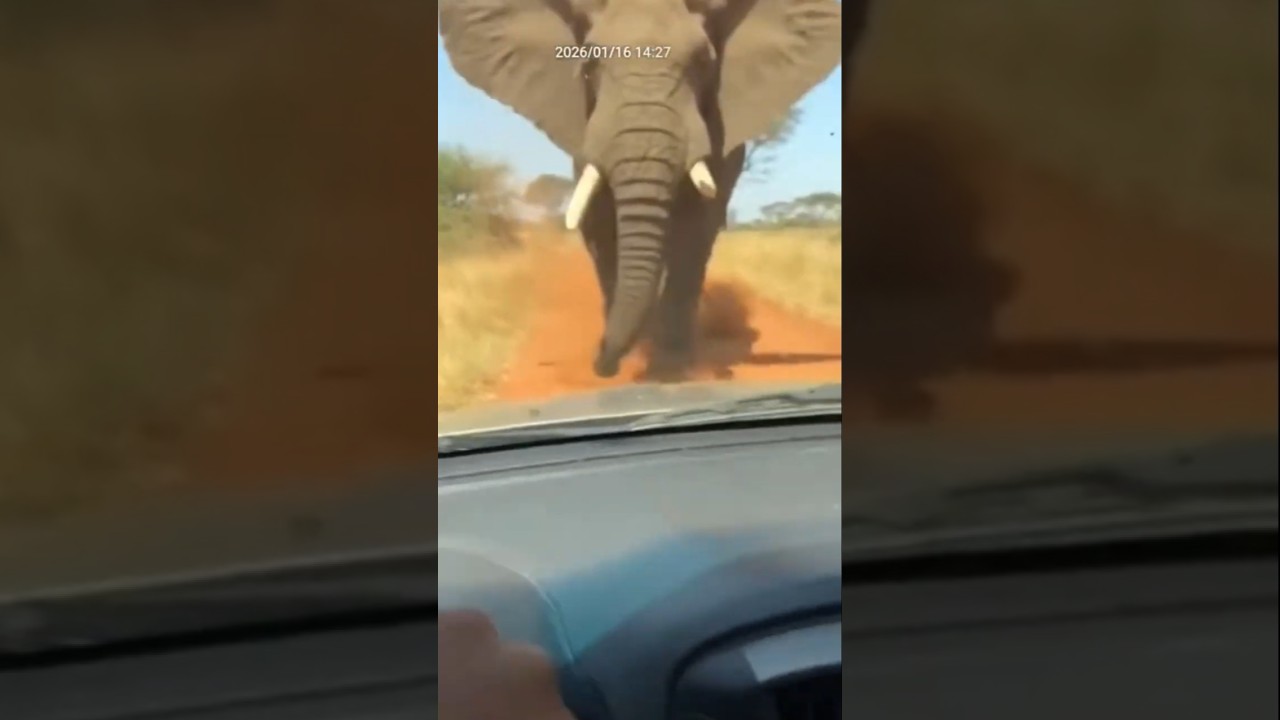 Elephant Pushes the Car | POV Panic