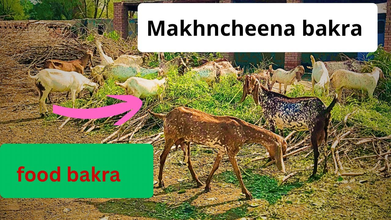 visit to Hasilpuri Makhncheena Bakra| bakri ka charah| Bakri ka charah Tayar karne ka Tarika dekha