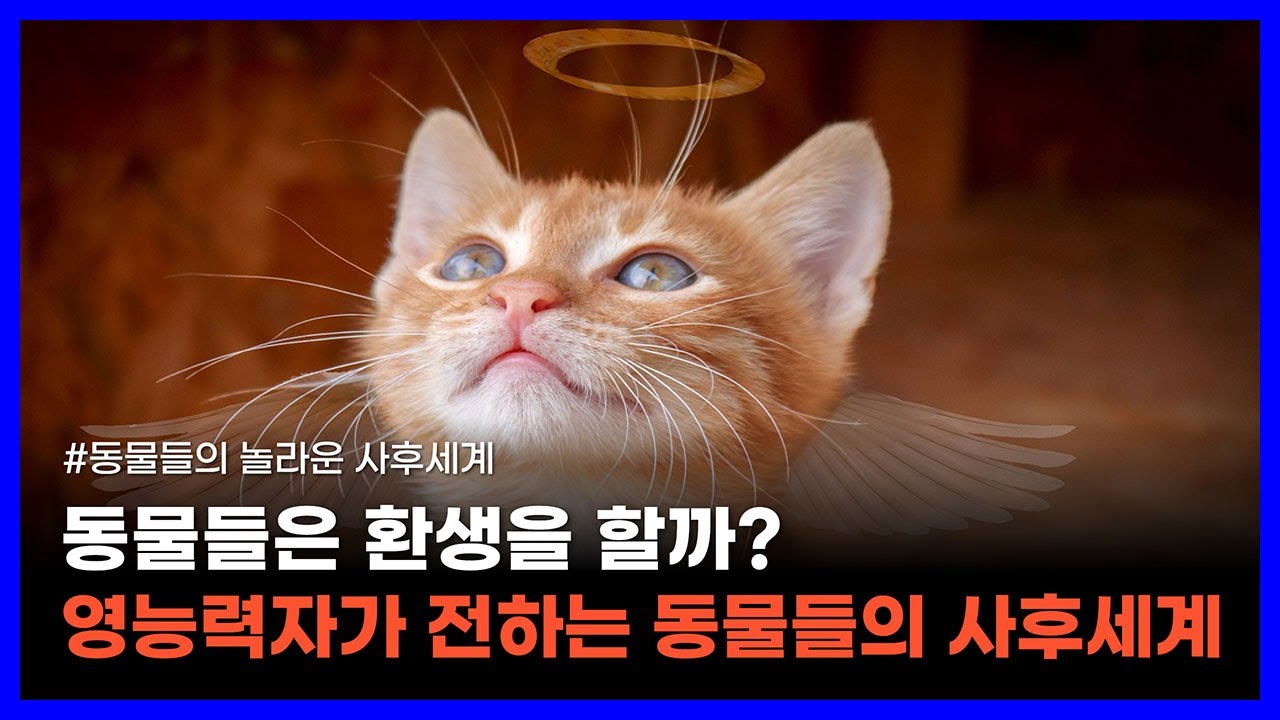 죽은 동물과 대화했던 영능력자가 전하는 동물 환생의 비밀｜동물들의 놀라운 사후세계