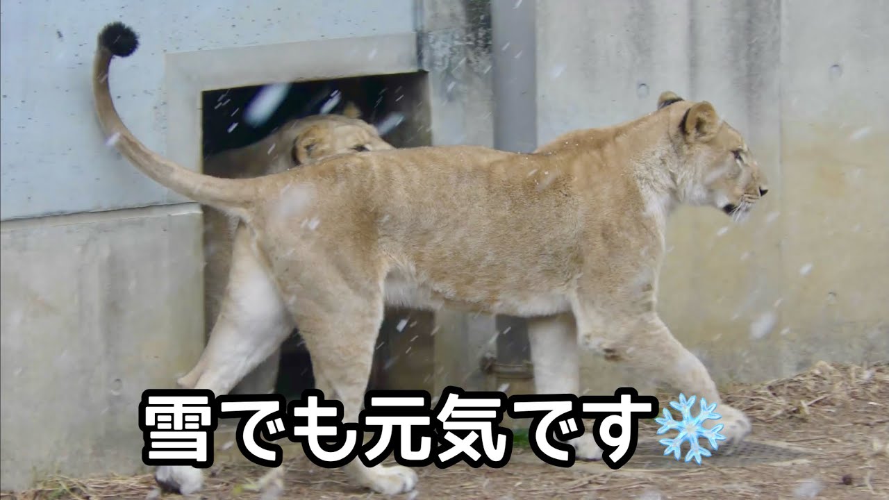 雪の中のライオン　サッシュ、モエル、ムーン【とくしま動物園】Lion Sash Miel Moon Tokushima Zoo 