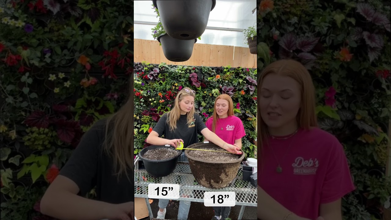 How many Petunias do I need for my planter or hanging basket?