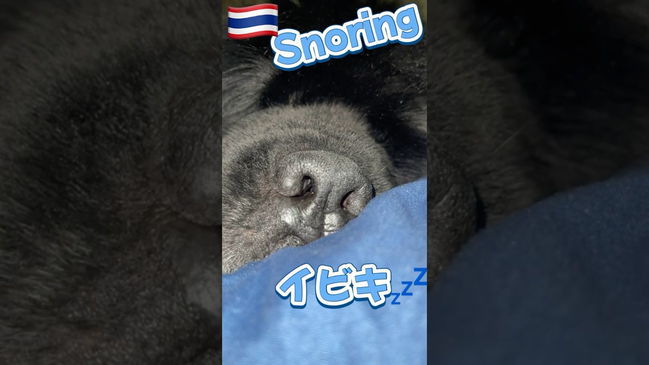 超大型犬のイビキ💤 