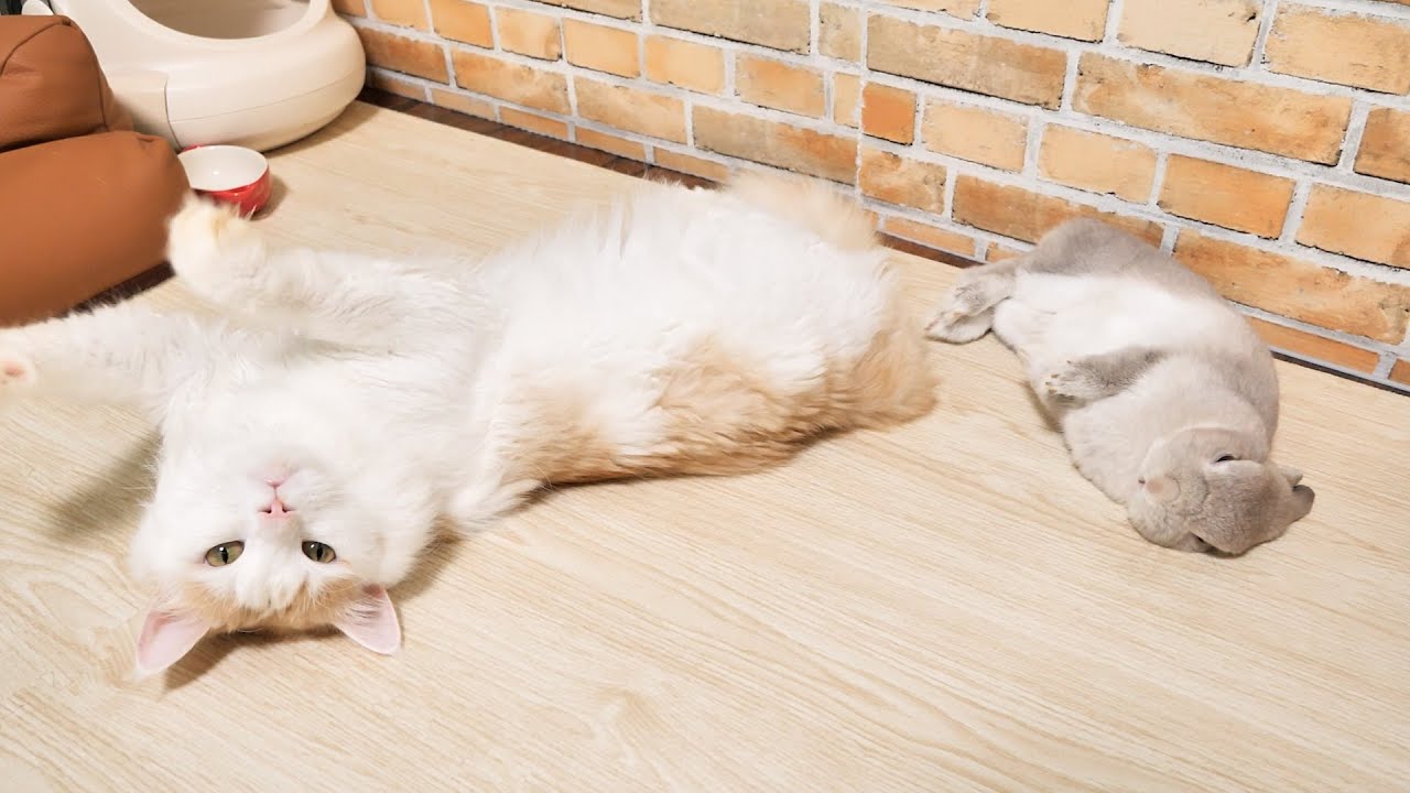 そこらへんでお腹丸出しで転がりだすうさぎと猫がなんにも考えてなさそうで癒される…