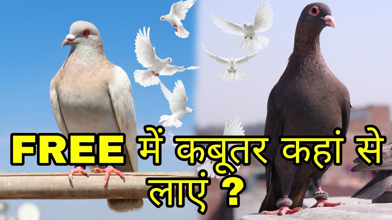 FREE में कबूतर कहां से लाएं ? 😱😱 100% REAL VIDEO
