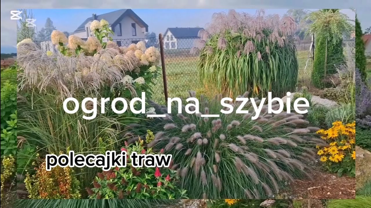Trawy ozdobne🌾💚 - moje polecajki dla Was🌾