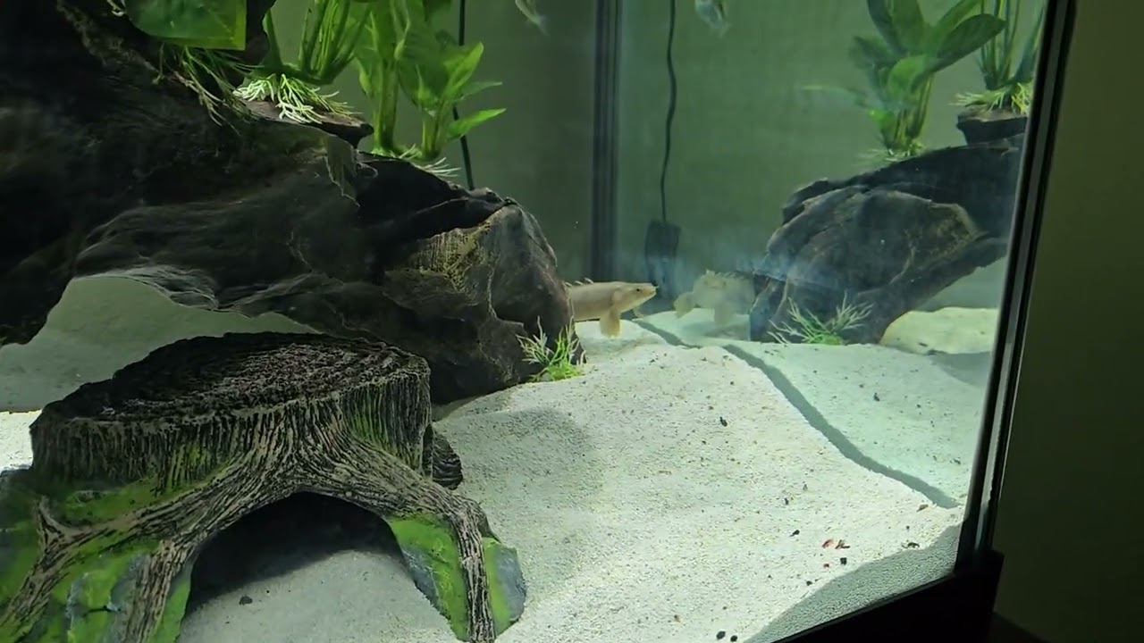 New 75 Gallon setup with NGT Datnoid